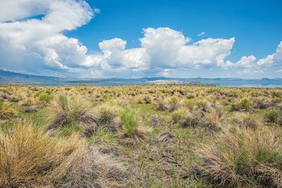 Mono Lake Beauty Forever by Joseph S. Giacalone acrylic art print