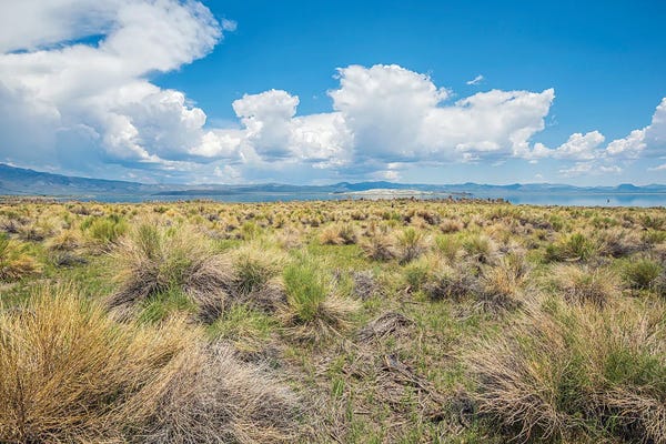 Mono Lake Beauty Forever