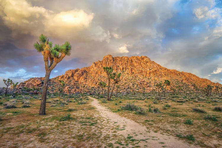 Light In The Desert, Joshua Tree National Park