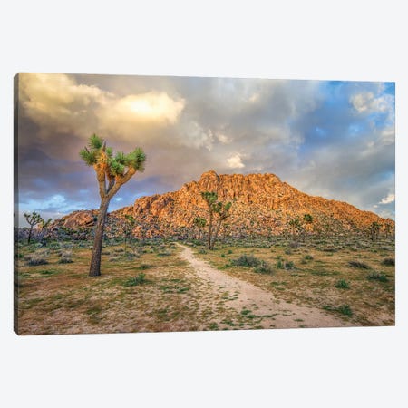 Light In The Desert, Joshua Tree National Park Canvas Print #JGL289} by Joseph S. Giacalone Canvas Print