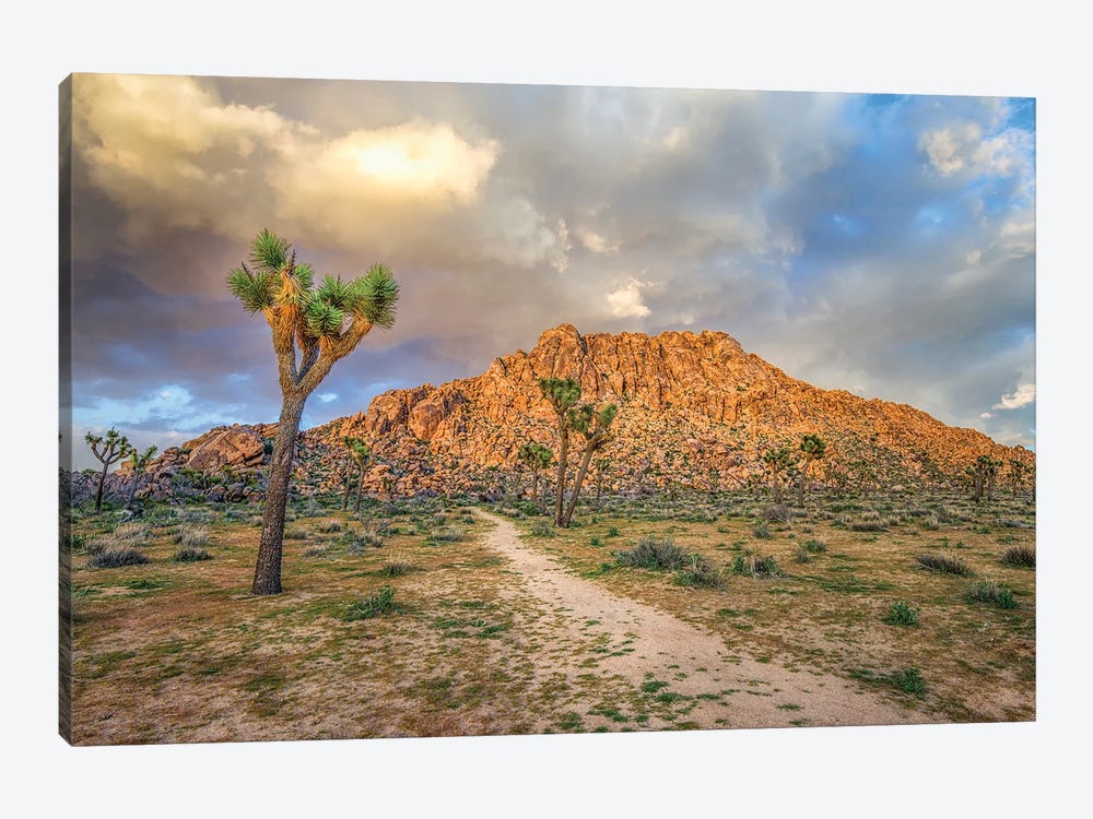 Light In The Desert, Joshua Tree National Park by Joseph S. Giacalone 1-piece Canvas Artwork