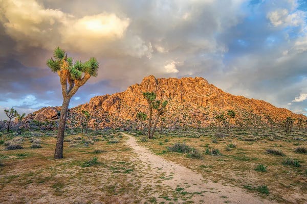 Joshua Tree National Park: Light In The Desert, Joshua Tree National Park by Joseph S. Giacalone