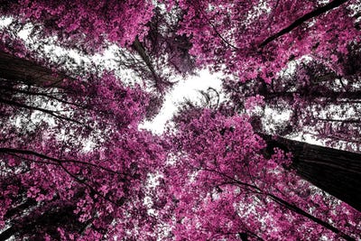 The Purple Forest by Joseph S. Giacalone framed canvas print