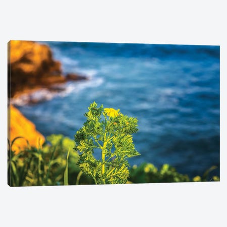 First Day Of Spring, La Jolla Canvas Print #JGL315} by Joseph S. Giacalone Canvas Artwork