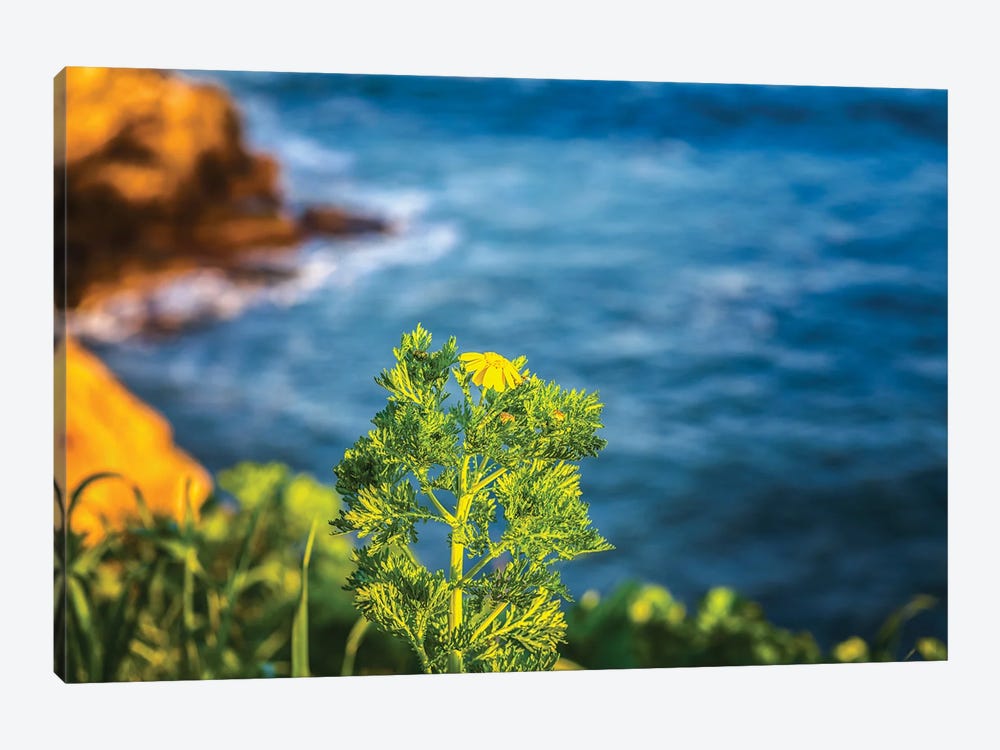 First Day Of Spring, La Jolla by Joseph S. Giacalone 1-piece Canvas Artwork