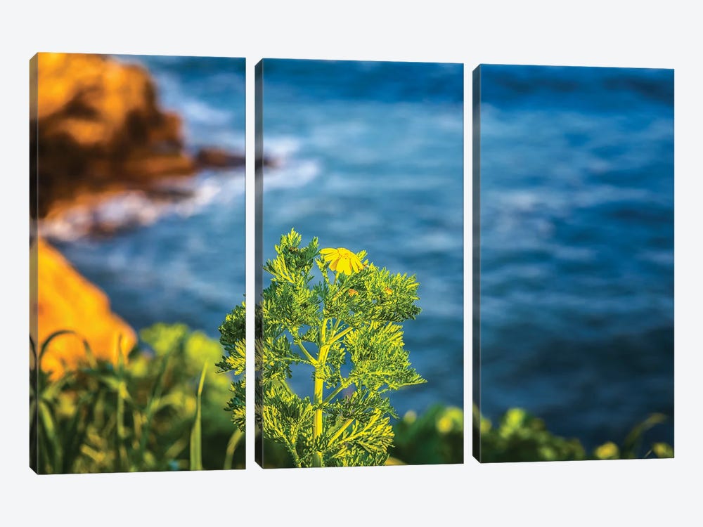 First Day Of Spring, La Jolla by Joseph S. Giacalone 3-piece Canvas Wall Art