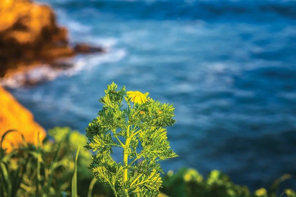 San Diego: First Day Of Spring, La Jolla by Joseph S. Giacalone