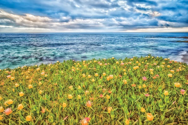San Diego: Field Of Flowers, La Jolla by Joseph S. Giacalone