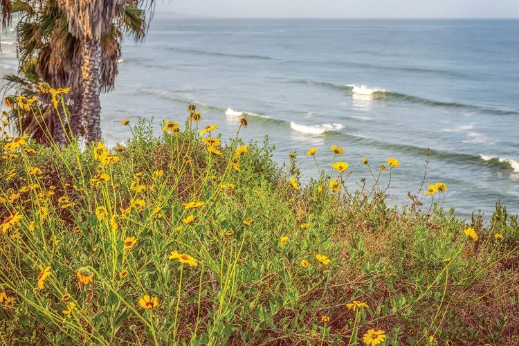 Wildflowers And Surf Encinitas California