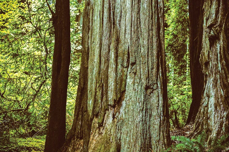 Ancient Beauty Northern California Redwoods by Joseph S. Giacalone wall art