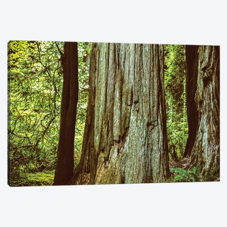 Ancient Beauty Northern California Redwoods Canvas Print #JGL395} by Joseph S. Giacalone Canvas Art