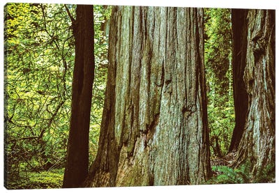 Ancient Beauty Northern California Redwoods Canvas Art Print - Redwood Tree Art