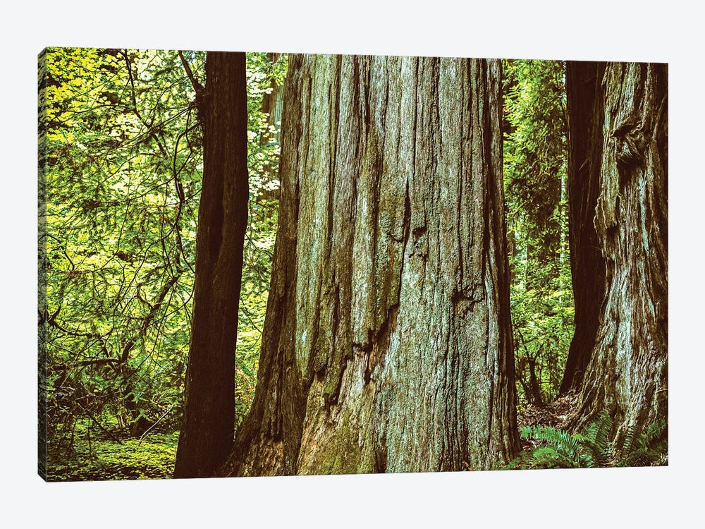 Ancient Beauty Northern California Redwoods by Joseph S. Giacalone 1-piece Canvas Artwork