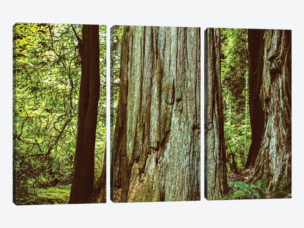 Ancient Beauty Northern California Redwoods by Joseph S. Giacalone 3-piece Canvas Artwork