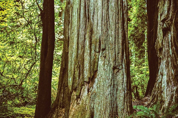 Ancient Beauty Northern California Redwoods