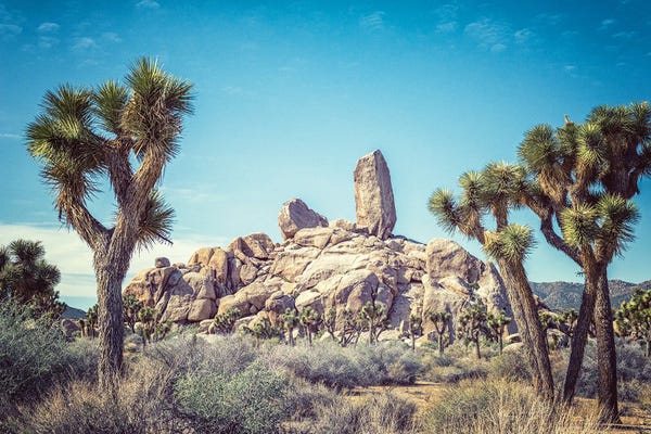 Joshua Tree National Park: Stuck Up Joshua Tree National Park by Joseph S. Giacalone