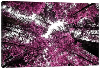The Purple Forest Canvas Art Print - Joseph S Giacalone