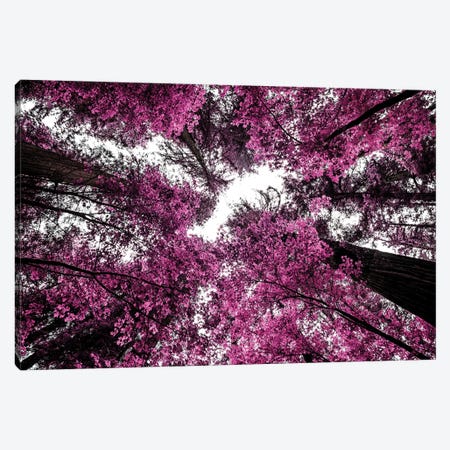 The Purple Forest Canvas Print #JGL3} by Joseph S. Giacalone Canvas Wall Art