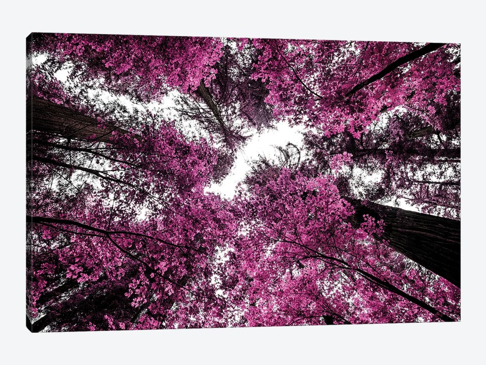 The Purple Forest by Joseph S. Giacalone 1-piece Canvas Artwork