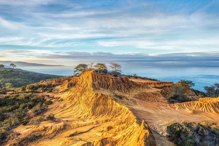 Broken Hill Beauty Torrey Pines State Reserve