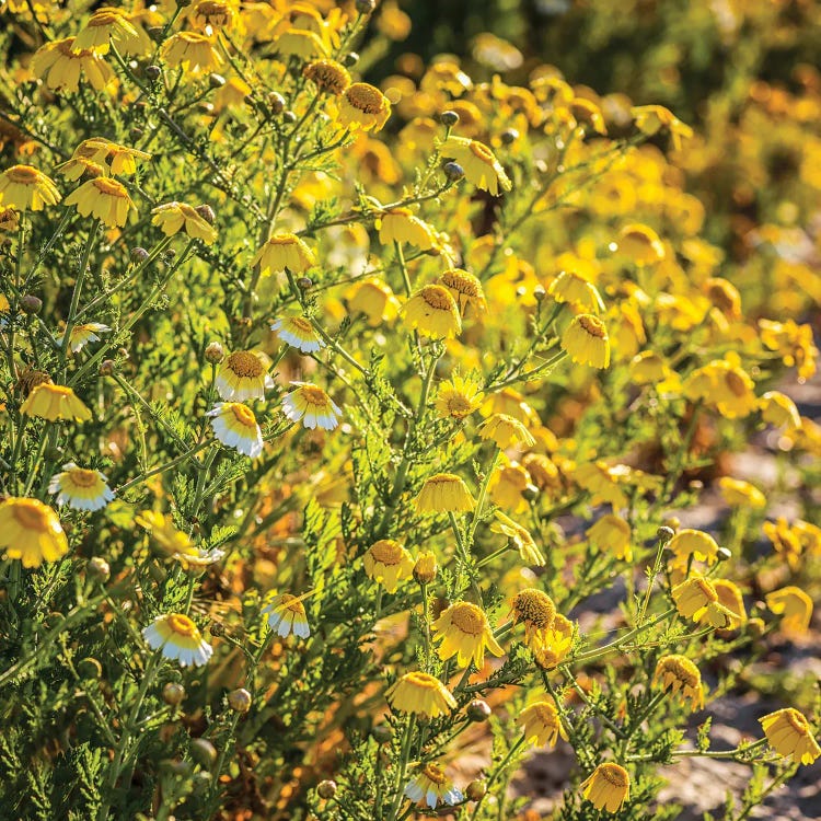 California Wildflowers by Joseph S. Giacalone wall art