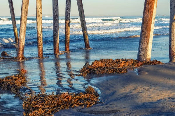 Kelp By Imperial Beach Pier