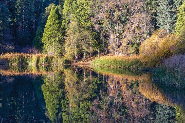 Reflections At Doane Pond