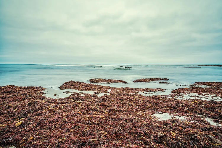 Full Of Kelp Cardiff State Beach