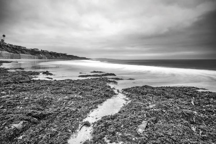 Path Through Kelp Cardiff State Beach