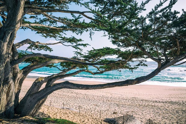 Reaching Out Carmel River State Beach