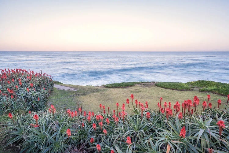 Aloe Vera Plants La Jolla Coastal