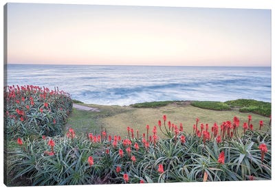 Aloe Vera Plants La Jolla Coastal Canvas Art Print - Joseph S Giacalone