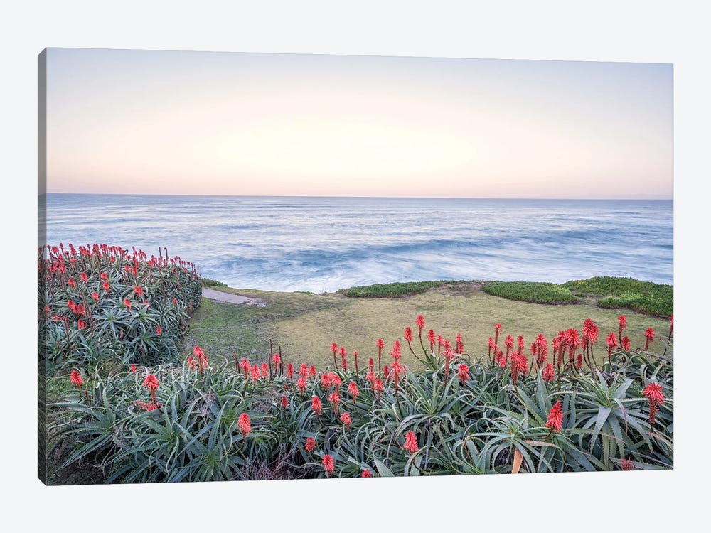 Aloe Vera Plants La Jolla Coastal by Joseph S. Giacalone 1-piece Canvas Print