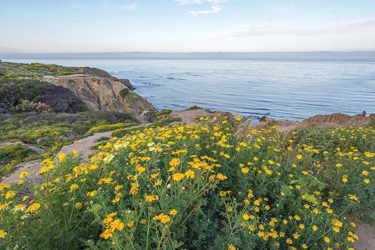 Wildflowers Serenity