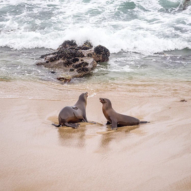 Two Friends Morning Meeting La Jolla California