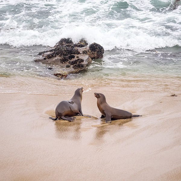 Sea Lions: Two Friends Morning Meeting La Jolla California by Joseph S. Giacalone