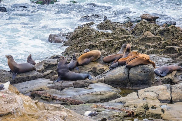 Sea Lions: Family Time La Jolla California by Joseph S. Giacalone