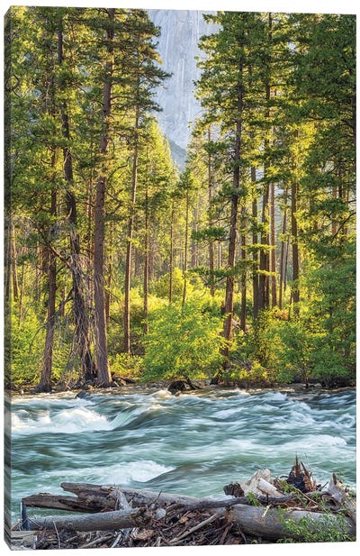 Beauty By The Merced River Canvas Art Print - Yosemite National Park Art