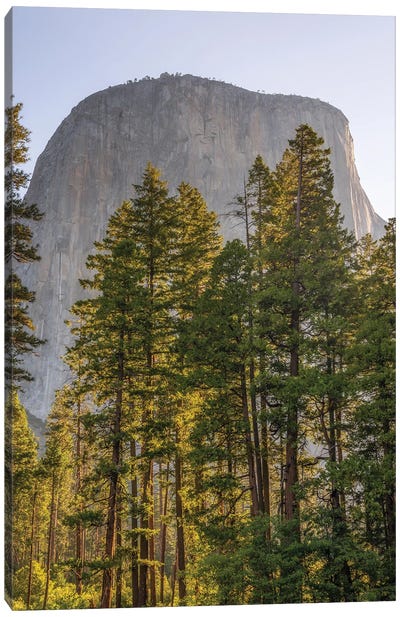 Under El Capitan Canvas Art Print - Yosemite National Park Art