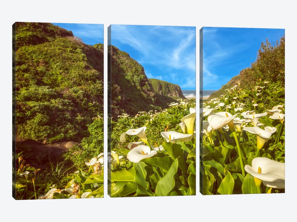 Calla Lily Valley Paradise by Joseph S. Giacalone 3-piece Canvas Print