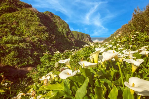 Calla Lilies: Calla Lily Valley Paradise by Joseph S. Giacalone