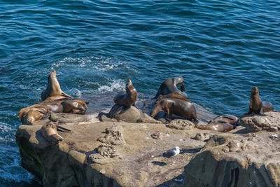 Seals & Sea Lions