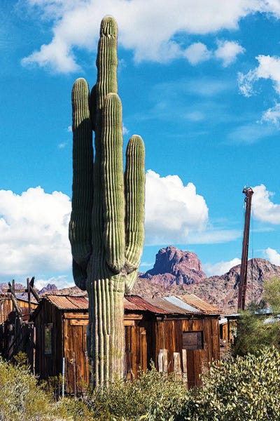 Fine Art Print: Castle Dome City Cactus by Joseph S. Giacalone