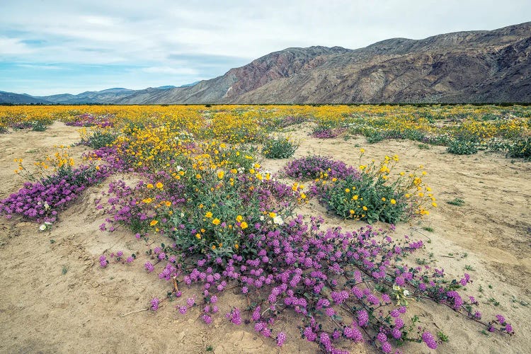 Desert Wildflowers - Borrego Springs California