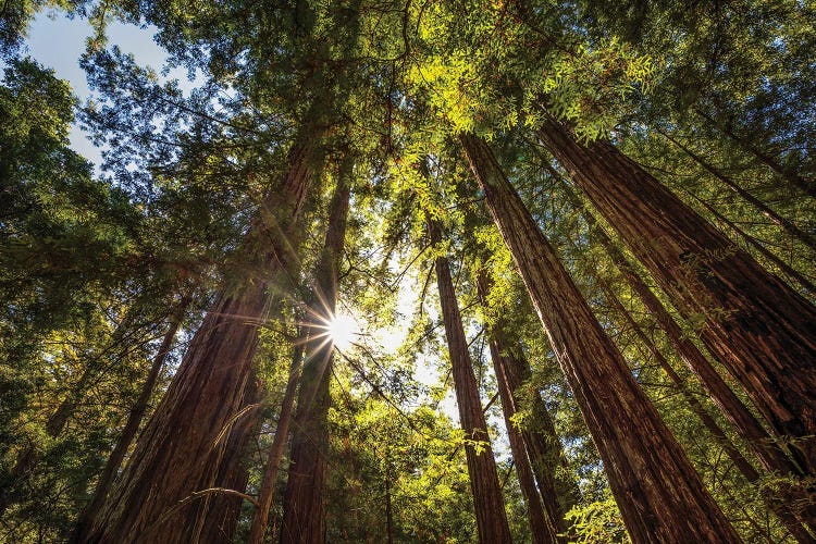 Redwoods In The Light