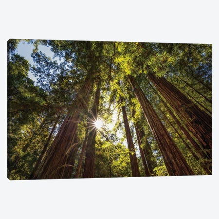 Redwoods In The Light Canvas Print #JGL90} by Joseph S. Giacalone Canvas Wall Art