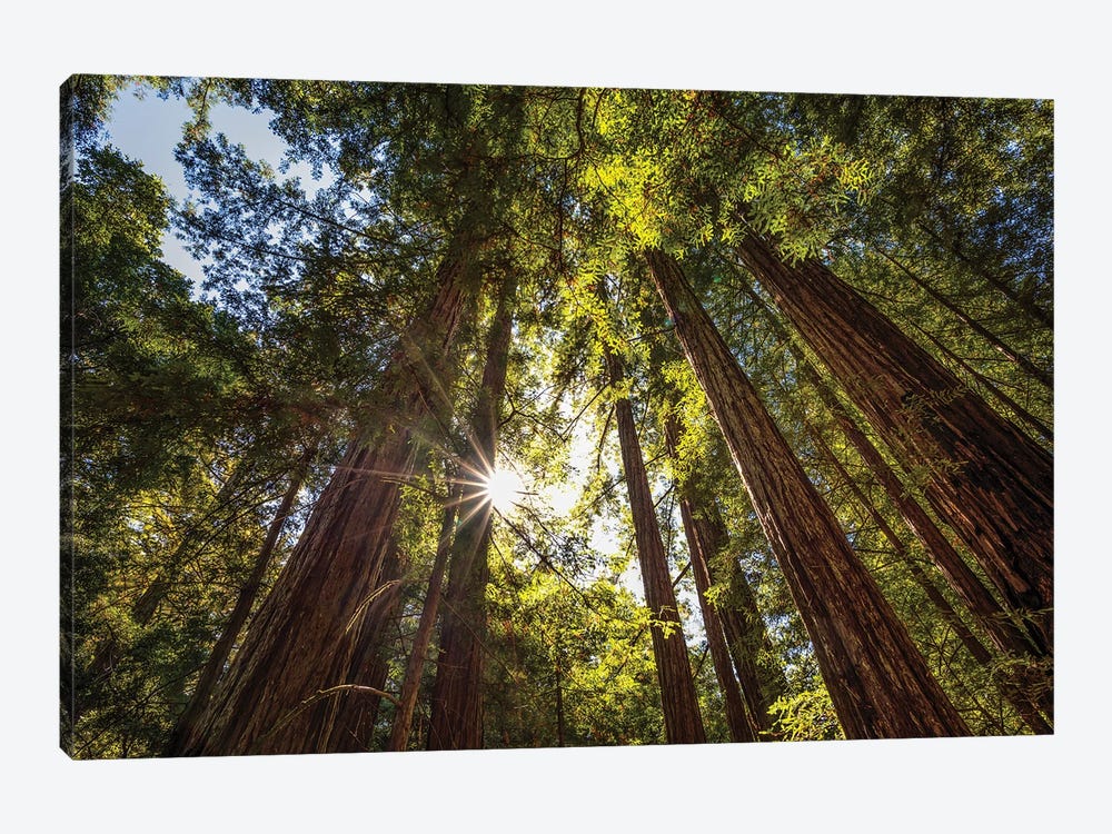 Redwoods In The Light by Joseph S. Giacalone 1-piece Canvas Wall Art