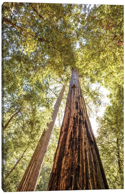 The Tallest Redwoods Canvas Art Print - Joseph S Giacalone