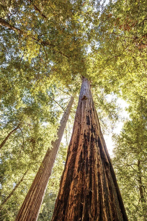 The Tallest Redwoods