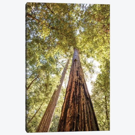The Tallest Redwoods Canvas Print #JGL91} by Joseph S. Giacalone Canvas Wall Art